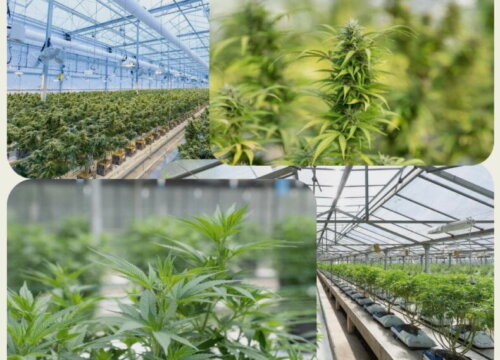 Greenhouse Cannabis Cultivation