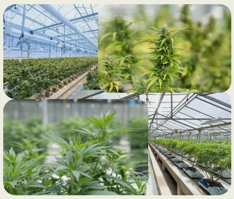 Greenhouse Cannabis Cultivation